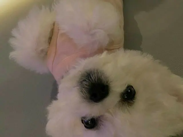 [G 官方] TVXQ_ Changmin （MAX） ， Kecantikan ~~~ 🐶  #  