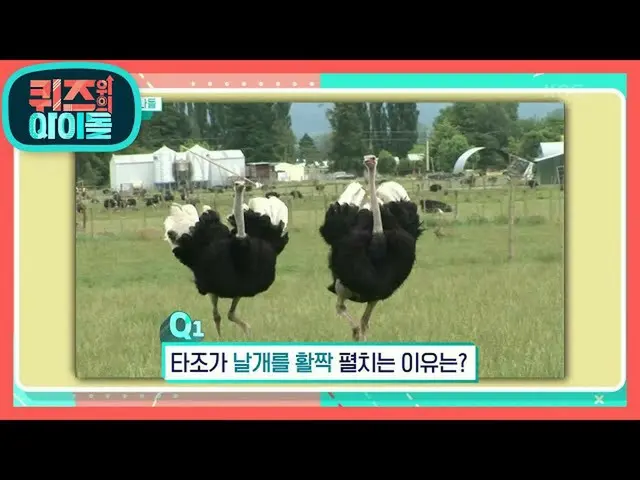[Formula kbk] Mengapa burung unta melebarkan sayapnya? [Kuis Idol] 20201010  