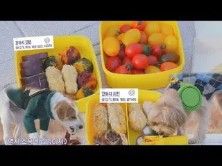 [Formula sbe] Chohee Lee, Yogo × Moji × Fondang kotak makan siang khusus anjing 