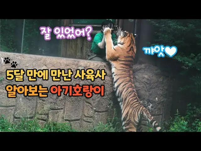 Seekor harimau di Lembah Laohu, Everland, Korea Selatan, berbicara tentang betap