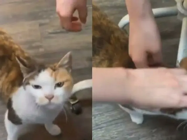 "Aespa" WINTER membuat keributan saat kucing menderita. .. ● Ketika saya menyent