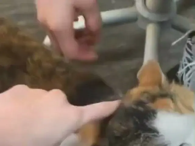 "Aespa" WINTER, sebuah video diperlihatkan oleh netizen bahwa kucing itu dianiay