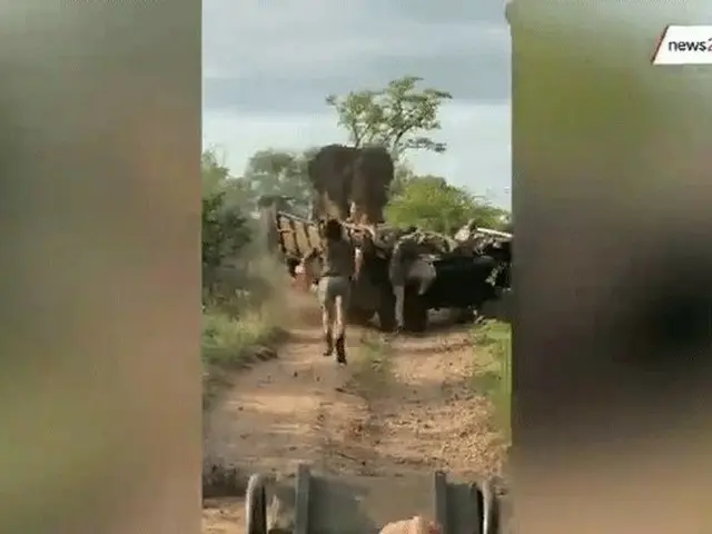 Di suaka margasatwa di Afrika Selatan, seekor gajah jantan yang diyakini sedang 