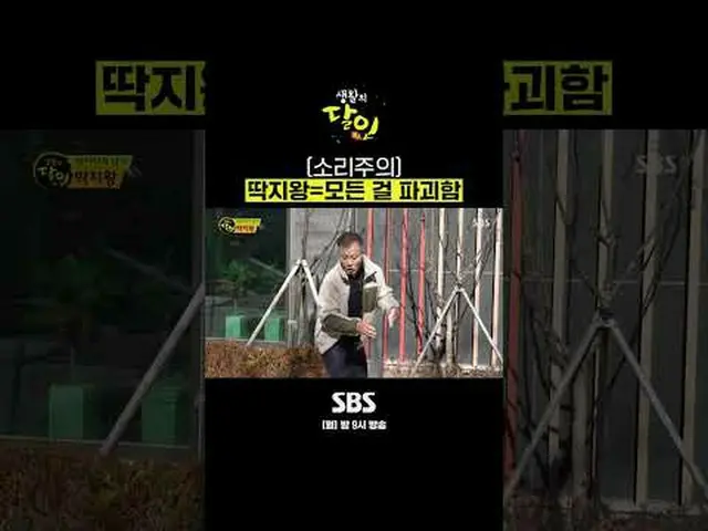 SBS "Penguasa Kehidupan" ☞[Senin] jam 9 malam #生活Master#SBSCulture#Raja Kepiting