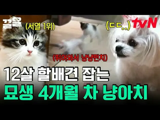 Langsung di TV: #tvN #Seekor ANJING PERLU BICARA #Keull Menyebutkan program hibu