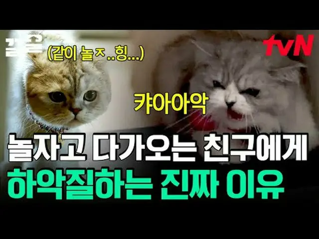Langsung di TVING: #tvN #Seekor ANJING PERLU BICARA #Keull Menyebutkan program h