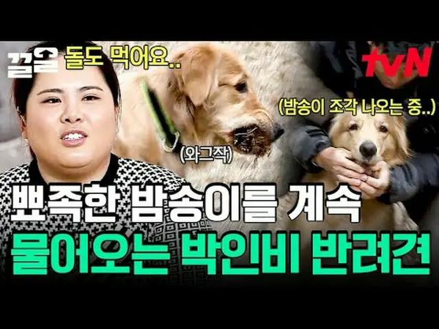 Langsung di TV: #tvN #Seekor ANJING PERLU BICARA #Keull Menyebutkan program hibu
