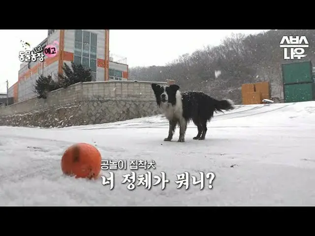SBS [Peternakan Hewan TV] ☞ [Minggu] 09:30 #TVAnimalFarm #AnimalFarm #Puppy #Bal