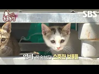 #Shindong Ye #Jeon SoNee（チョン・ソンヒ）_ #Tony An_ #Joy #Cat #Motherhood
 #TVAnimalFar
