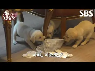 #Shindong Ye #Jeon SoNee（チョン・ソンヒ）_ #Tony An_ #Joy #Puppy #Childcare #Squirrel
 #