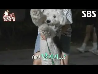 #Shindong Ye#Jeon SoNee（チョン・ソンヒ）_ #Tony An_ #Joy #Puppy
 #TVAnimalFarm #AnimalFa