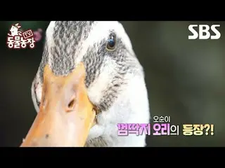 #Shindong Ye#Jeon SoNee（チョン・ソンヒ）_ #Tony An_ #Joy #Duck
 #TVAnimalFarm #AnimalFar