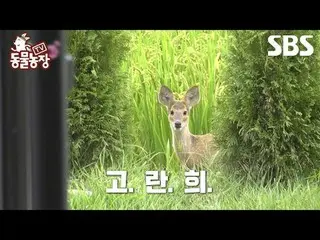 #Shindong Ye #Jeon SoNee（チョン・ソンヒ）_ #Tony An_ #Joy #Elk #Go Ran-hee
 #TVAnimalFar