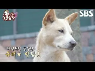 #Shindong Ye #Jeon SoNee（チョン・ソンヒ）_ #Tony An_ #Joy #Puppy #Mongsil-i
 #TVAnimalFa