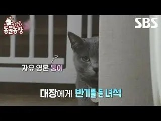 #Shindong Ye#Jeon SoNee（チョン・ソンヒ）_ #Tony An_ #Joy #Cat #Nung
 #TVAnimalFarm #Anim