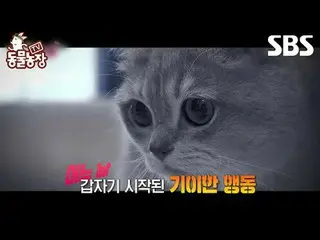 #Shin Dongye#Jeon Soni#Antony#Joy#Kucing#Hantu
 #TVAnimalFarm #AnimalFarm #Prati