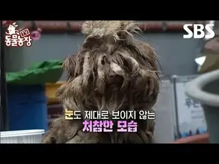 #Shin Dongye#Jeon Soni#Antony#Joy#Anak Anjing#Rag
 #TVAnimalFarm #AnimalFarm #Pr