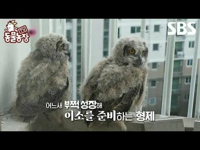 #Shin Dongye#Jeon Soni#Anthony#Joy#Burung Hantu Elang#Lee So #TVAnimalFarm #Anim