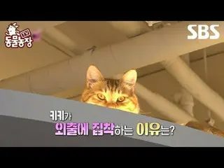 #Shin Dongye#Jeon Soni#Antony#Joy #Kucing #AnjingKucing
 #TVAnimalFarm #AnimalFa