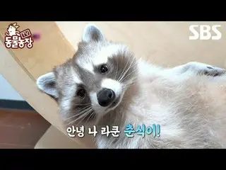 #Shin Dongye#Jeon Soni#Antony#Joy#Raccoon
 #TVAnimalFarm #AnimalFarm #Pratinjau
