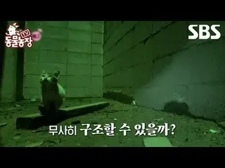 #Shin Dongye#Jeon Soni#Anthony#Joy#Bearcat#Connie
 #TVAnimalFarm #AnimalFarm #An