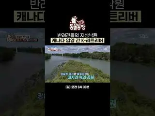K-Retriever diadopsi dari Canine Heaven Canada
 #Shin Dongye #Jeon Suni #Antony 