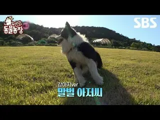 #Shindong Ye #Jeon SoNee（チョン・ソンヒ）_ #Tony An_ #Joy
 #SBSCulture #TVAnimalFarm #An