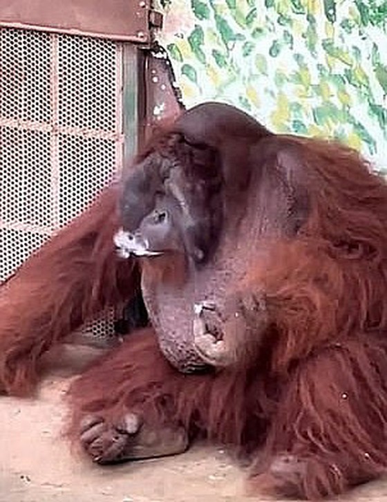 Orangutan yang dibesarkan oleh kebun binatang Vietnam "merokok", belajar dengan mengamati perilaku pengunjung = Berita Korea