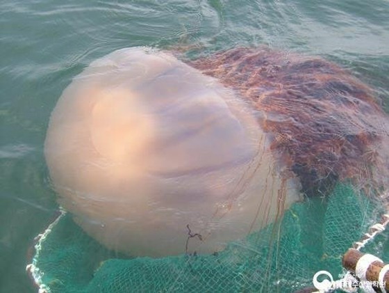 Ubur-ubur besar 3m menghantui pantai... 39 orang tersengat = Busan, Korea Selatan
