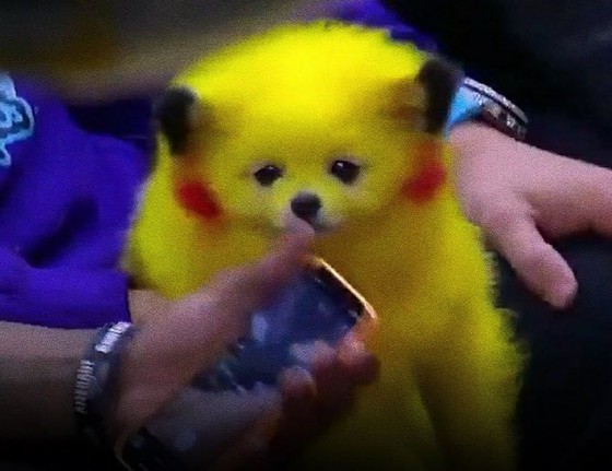 Ini seperti 'Pikachu'... Anjing yang dipantulkan di stadion NBA adalah Topik Hangat