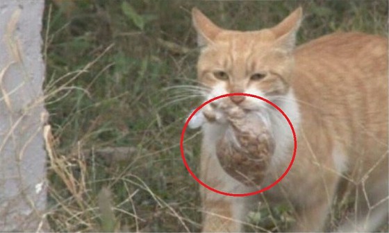 Warga diresahkan oleh kantong makanan yang disiapkan oleh mama kucing untuk kucing liar = Korea Selatan