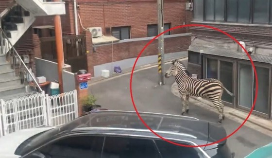 Zebra berlarian di sekitar pemukiman dan jalan di Seoul...Dari mana mereka berasal? (dengan video)
