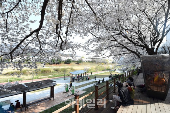 Pemandangan bunga sakura pertama sejak COVID-19...Efek ekonomi 615,8 miliar yen = Jepang