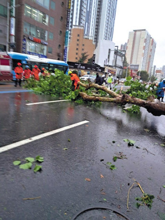 Pohon jalanan tumbang, jalan banjir di mana-mana... Kerusakan topan berlanjut di seluruh negeri = Korea Selatan