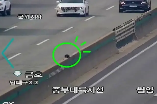 高速道路「全面統制」させた一匹の猫…「安全に救助」＝韓国