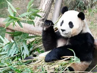Bayangan Hu Bao, seekor panda yang pergi ke Tiongkok, tidak pernah hilang dari benak orang Korea.