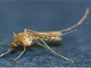 Nyamuk pembawa penyakit Japanese encephalitis ditemukan di Incheon untuk pertama kalinya tahun ini...Tidak ada virus yang terdeteksi = Korea Selatan