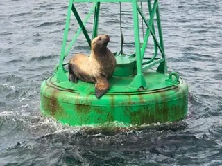 Spesies singa laut langka terlihat satu demi satu di lepas pantai Korea Selatan, sehingga memicu minat terhadap konservasi.