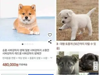 “Anjing berumur 45 hari diantar ke rumah”…Kontroversi artikel penjualan ilegal di Coupang = Korea Selatan