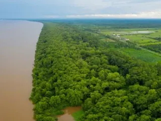 Korea Selatan dan Guyana berkolaborasi dalam restorasi hutan bakau