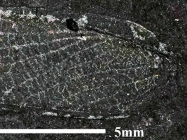 白亜紀の昆虫に韓国の教授の名前、韓国の地層から新たな発見＝韓国