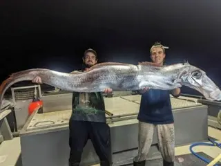 ``Kepala adalah kuda, tubuh adalah ikan''... Ikan laut dalam yang aneh ditangkap di Australia