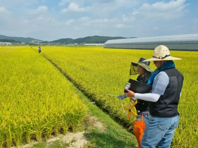 Harga beras di Asia anjlok sebesar 11% dalam satu minggu...terdalam dalam 16 tahun terakhir