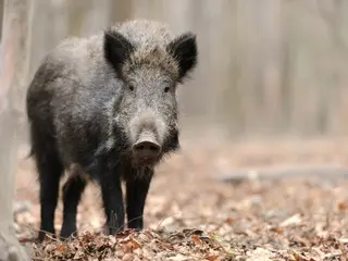 Jumlah pengiriman akibat serangan babi hutan di Seoul “menurun” = Korea Selatan