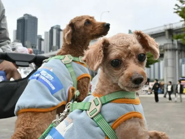 Daripada “anak-anak”, gunakan “anjing peliharaan”… “Anjing peliharaan Korea Selatan yang malang adalah pasangannya” = media AS