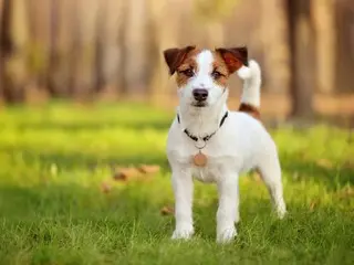 Pramugari tidak punya pilihan selain memasukkan anjingnya ke dalam ekonomi, tetapi pada akhirnya anjing itu mati - AS