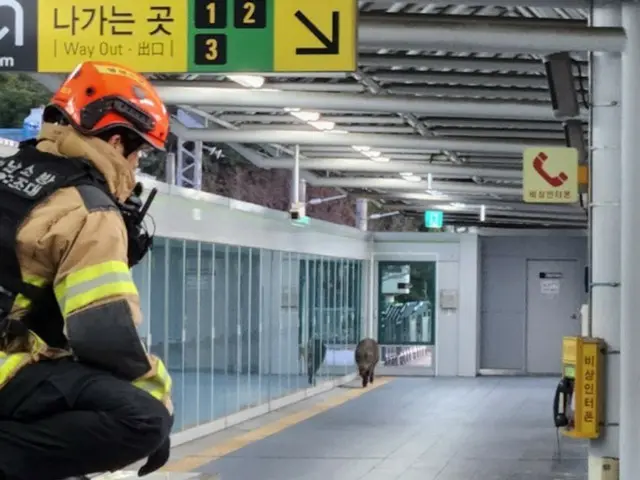 釜山都市鉄道、駅にイノシシ出没…男性一人がけが＝韓国