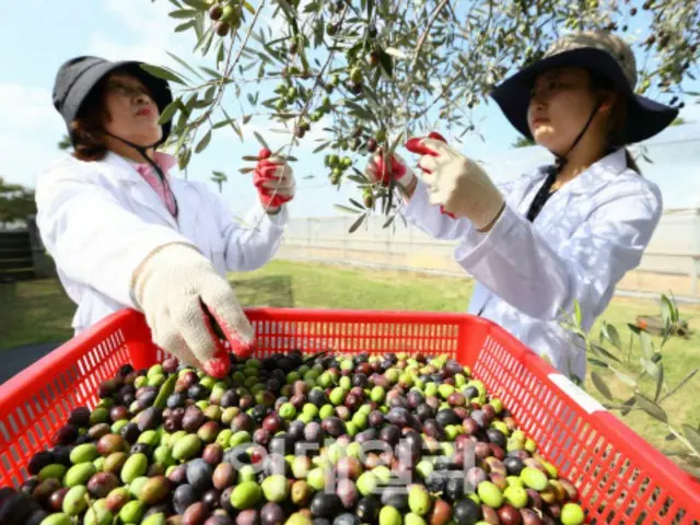 Suatu hari nanti tidak akan ada lagi pohon apel di Semenanjung Korea... Buah apa yang akan kita makan di masa depan? - Laporan Korea