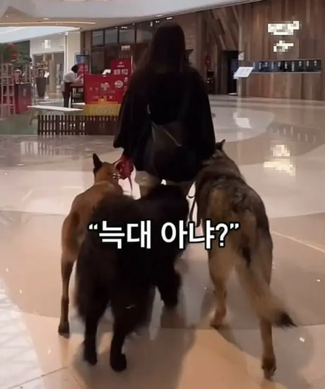 3匹の「ウルフドッグ」を連れてショッピングモールを訪れた女性が物議を醸す＝韓国