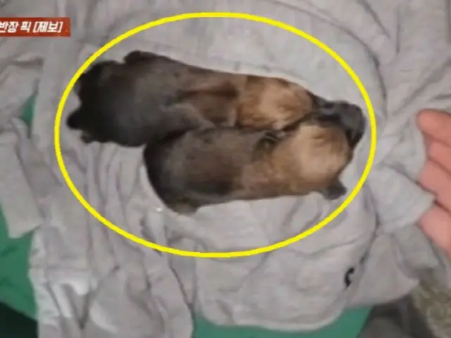 衣類回収箱から鳴き声が…捨てられた子犬だった=韓国